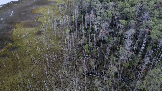 Ghost Forest - Documentary Promo